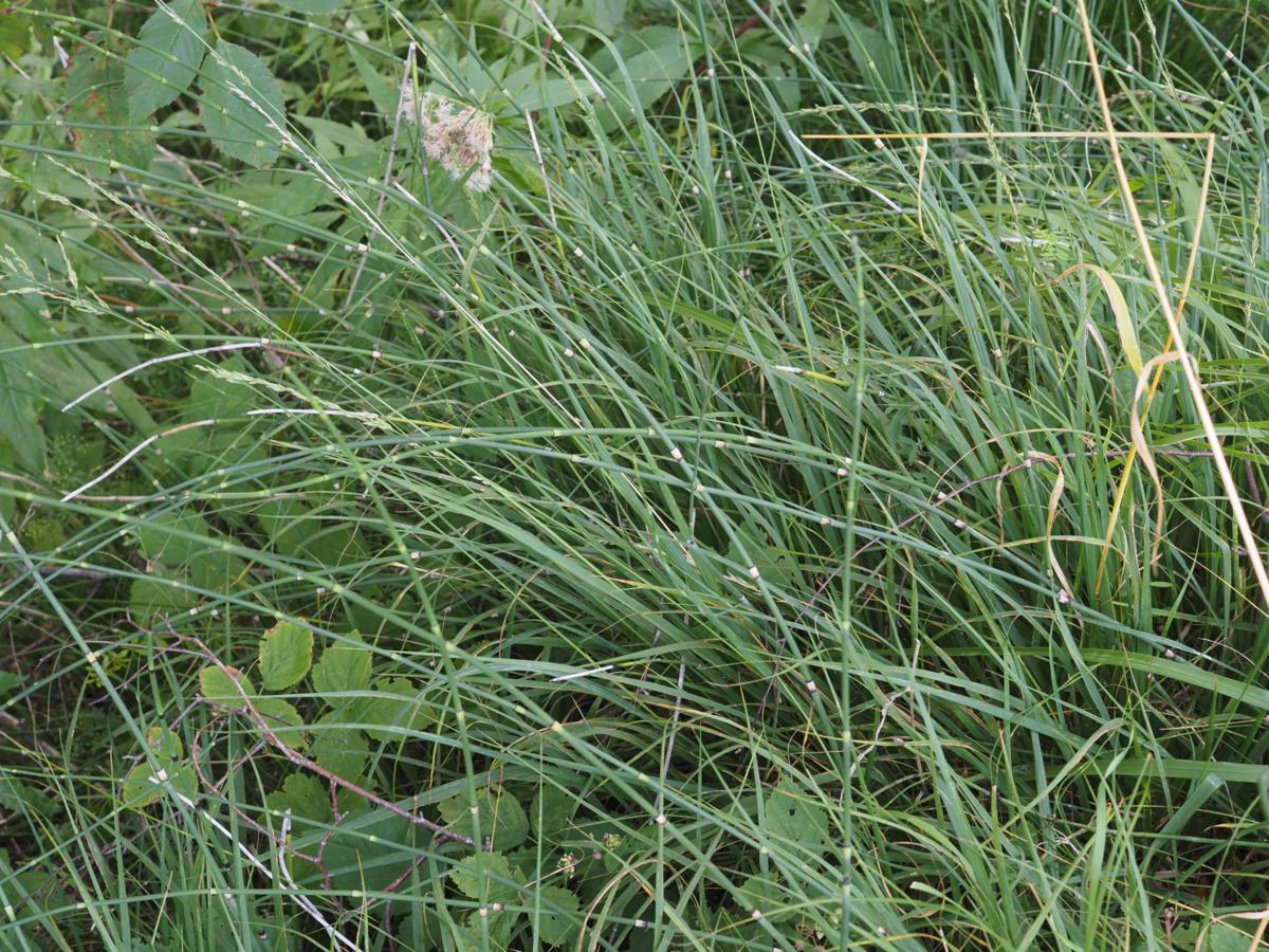 Horsetail, Rough plant